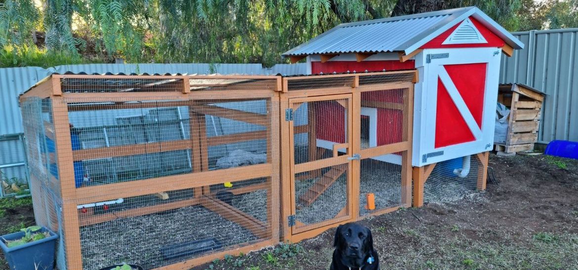 Barn-style chicken coop with gravity feeder.jpg