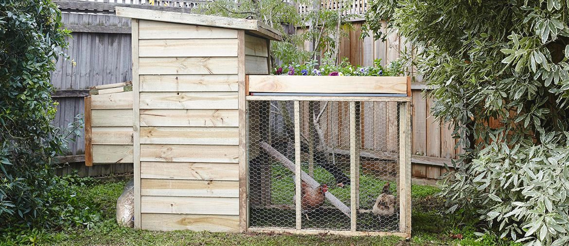 How to build a chicken coop.jpeg