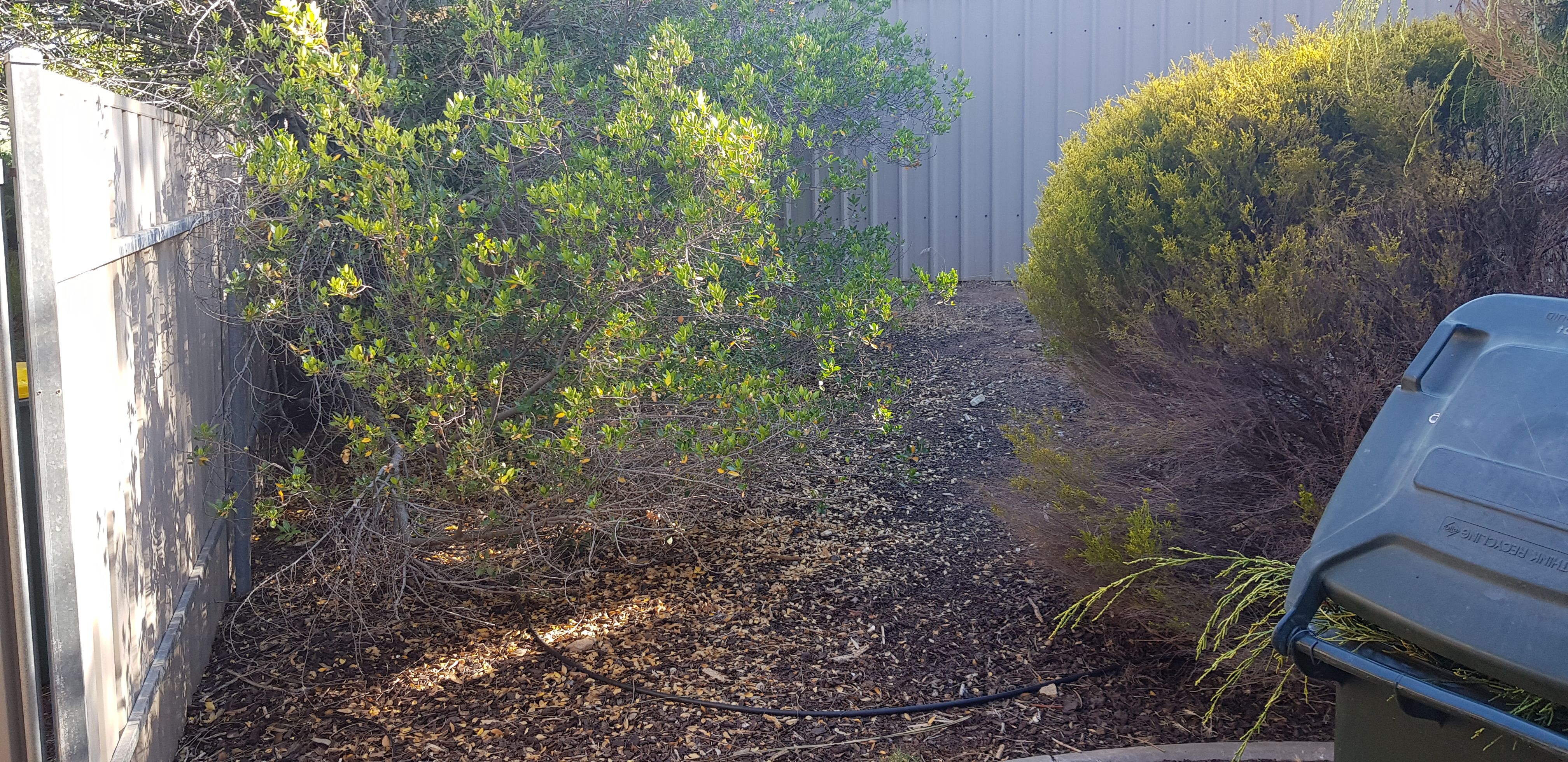 Tree Planting Advice