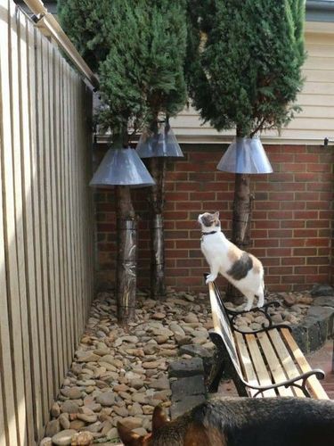 Tree collar to store stop cats climbing