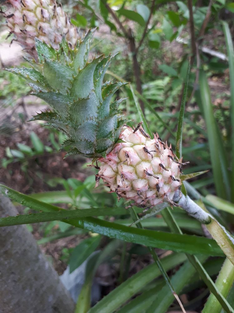 20180526-153042pineapple.jpg