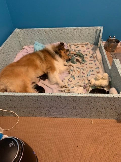 Whelping box for small 2024 dogs