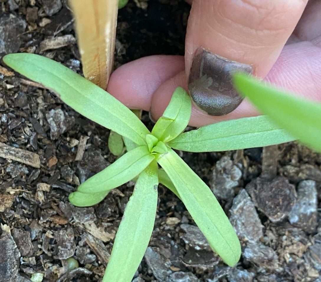 problem-with-plant-with-very-weak-stems-bunnings-workshop-community