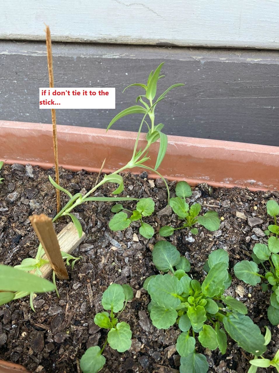 problem-with-plant-with-very-weak-stems-bunnings-workshop-community