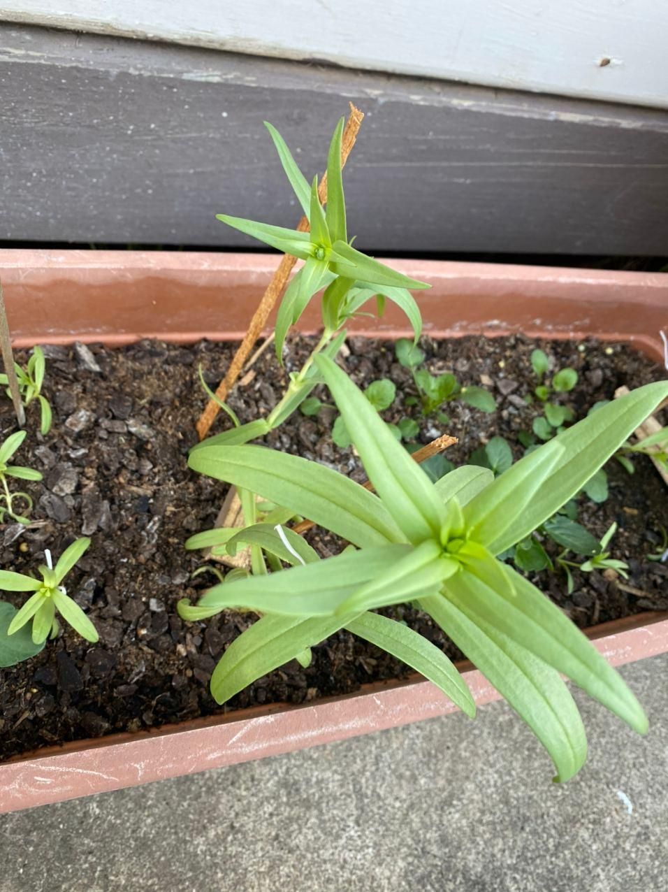 problem-with-plant-with-very-weak-stems-bunnings-workshop-community