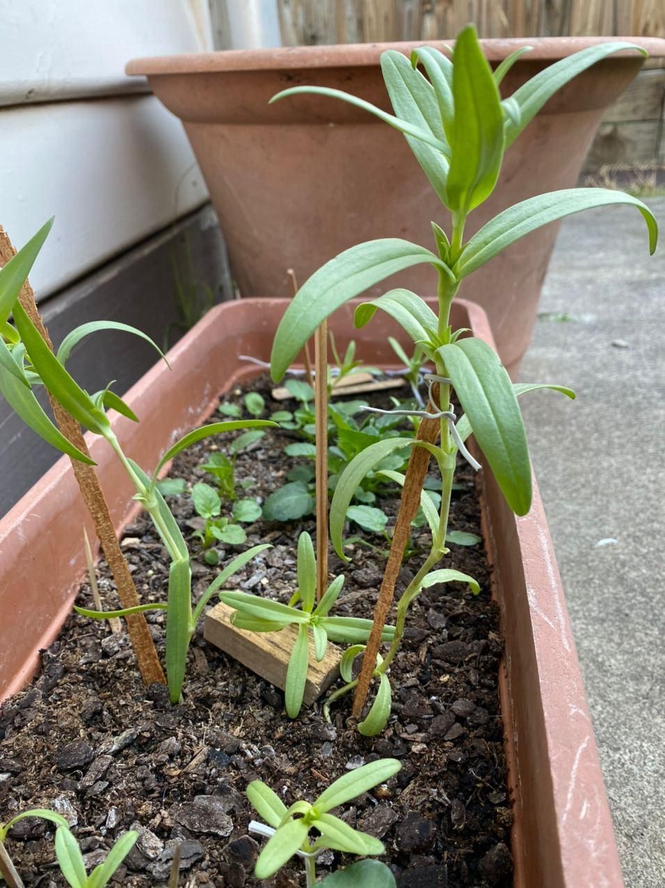 problem-with-plant-with-very-weak-stems-bunnings-workshop-community