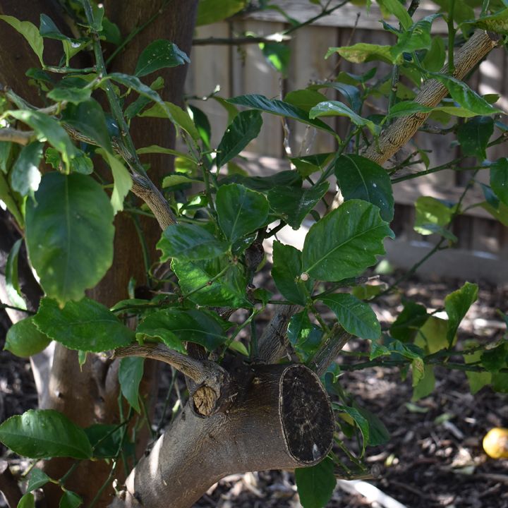 When Do You Prune Gardenias In Australia - When To Repot Gardenias In Australia