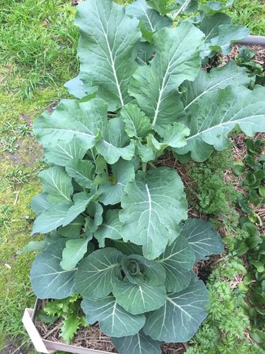 cauliflower growing well