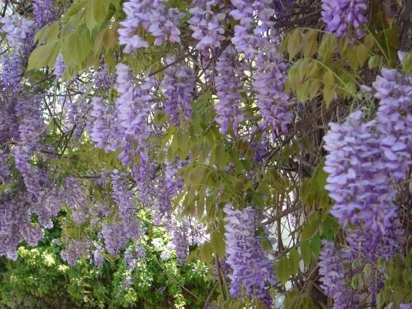 wisteria.jpg