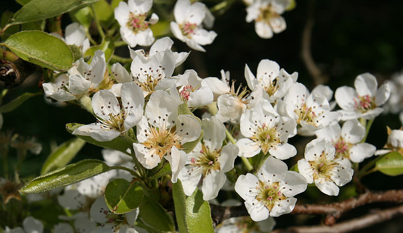 Pear blossom | Bunnings Workshop community