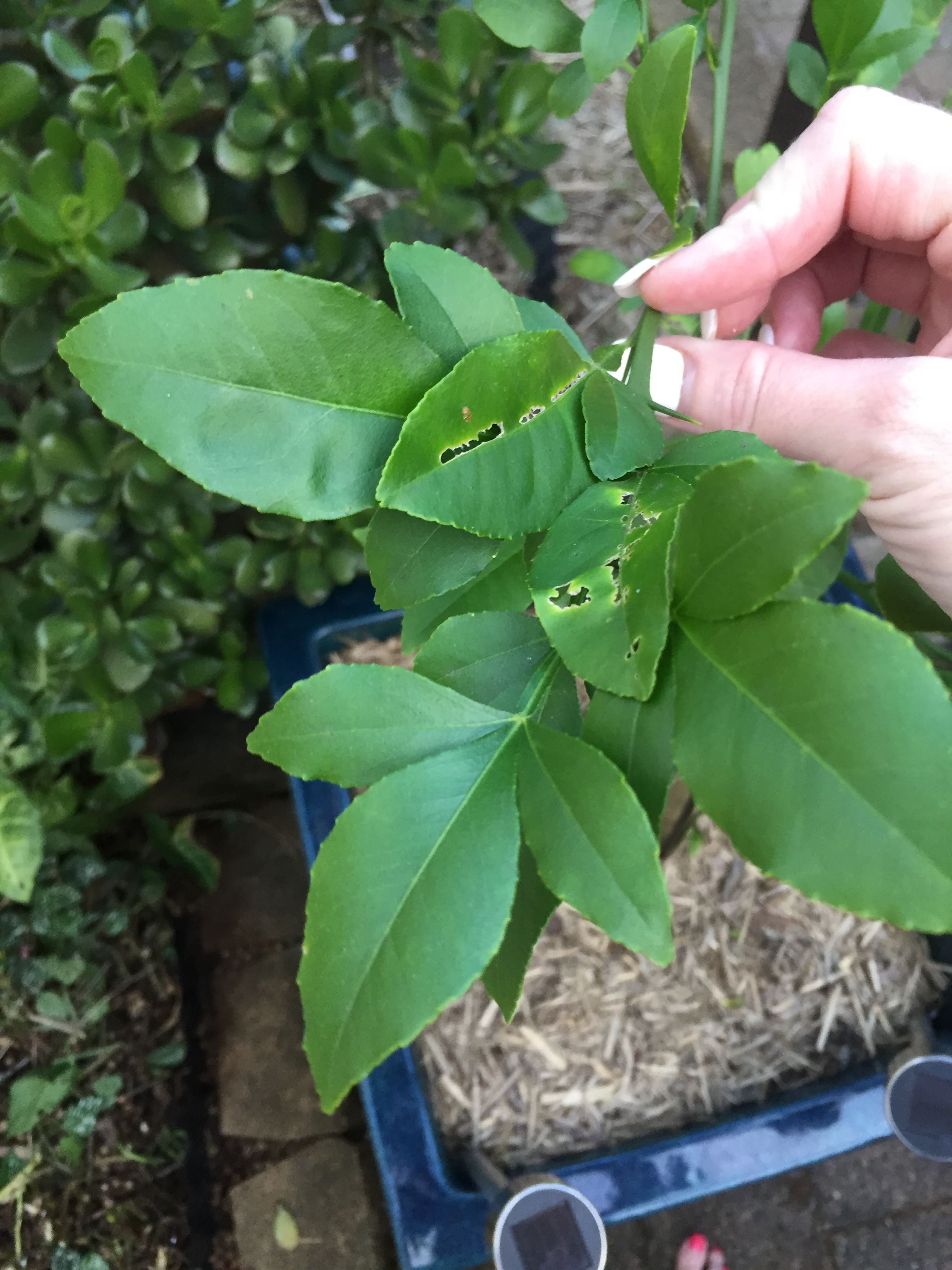 Solved: Tips for growing passionfruit - Page 3 | Bunnings Workshop ...