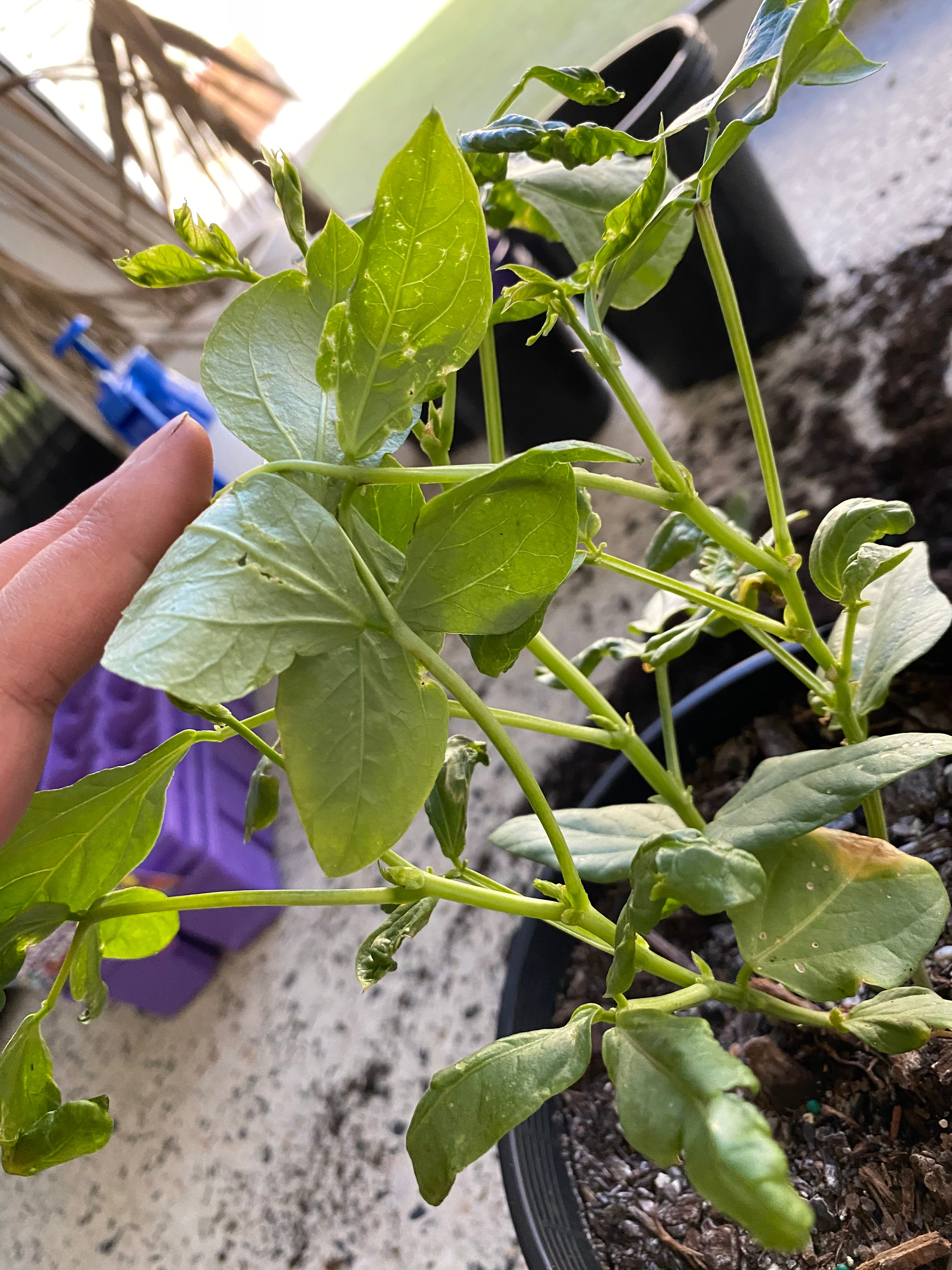 troubleshoot snake beans plant bunnings workshop community