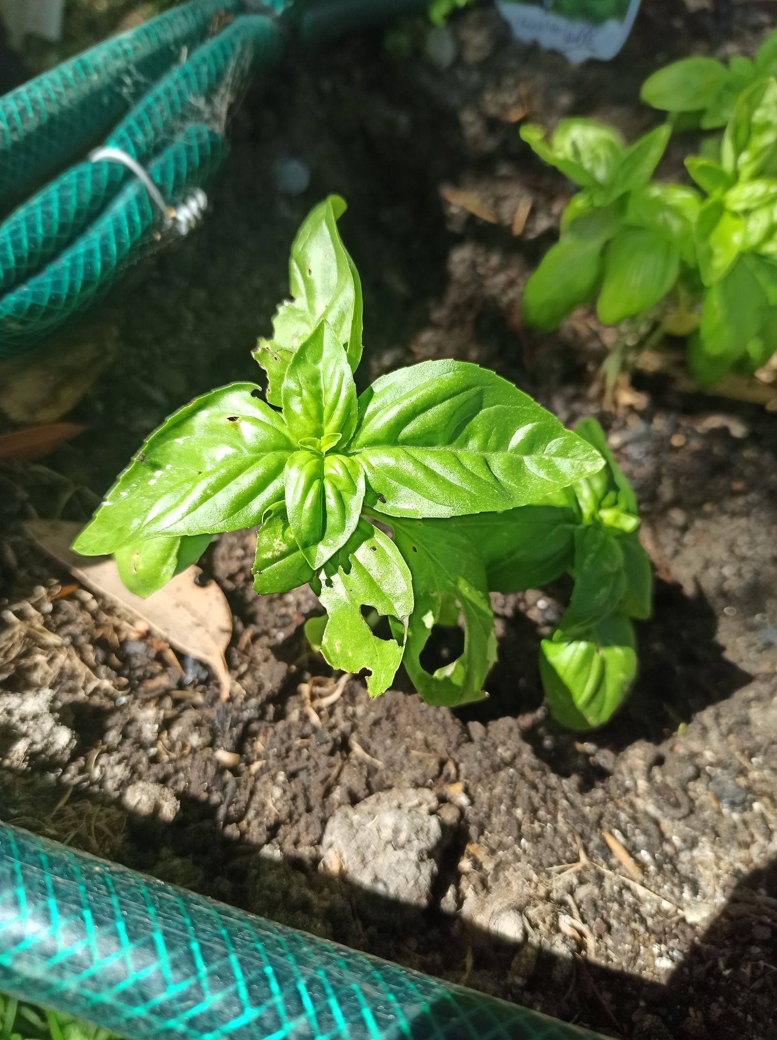 What s eating my basil Bunnings Workshop community