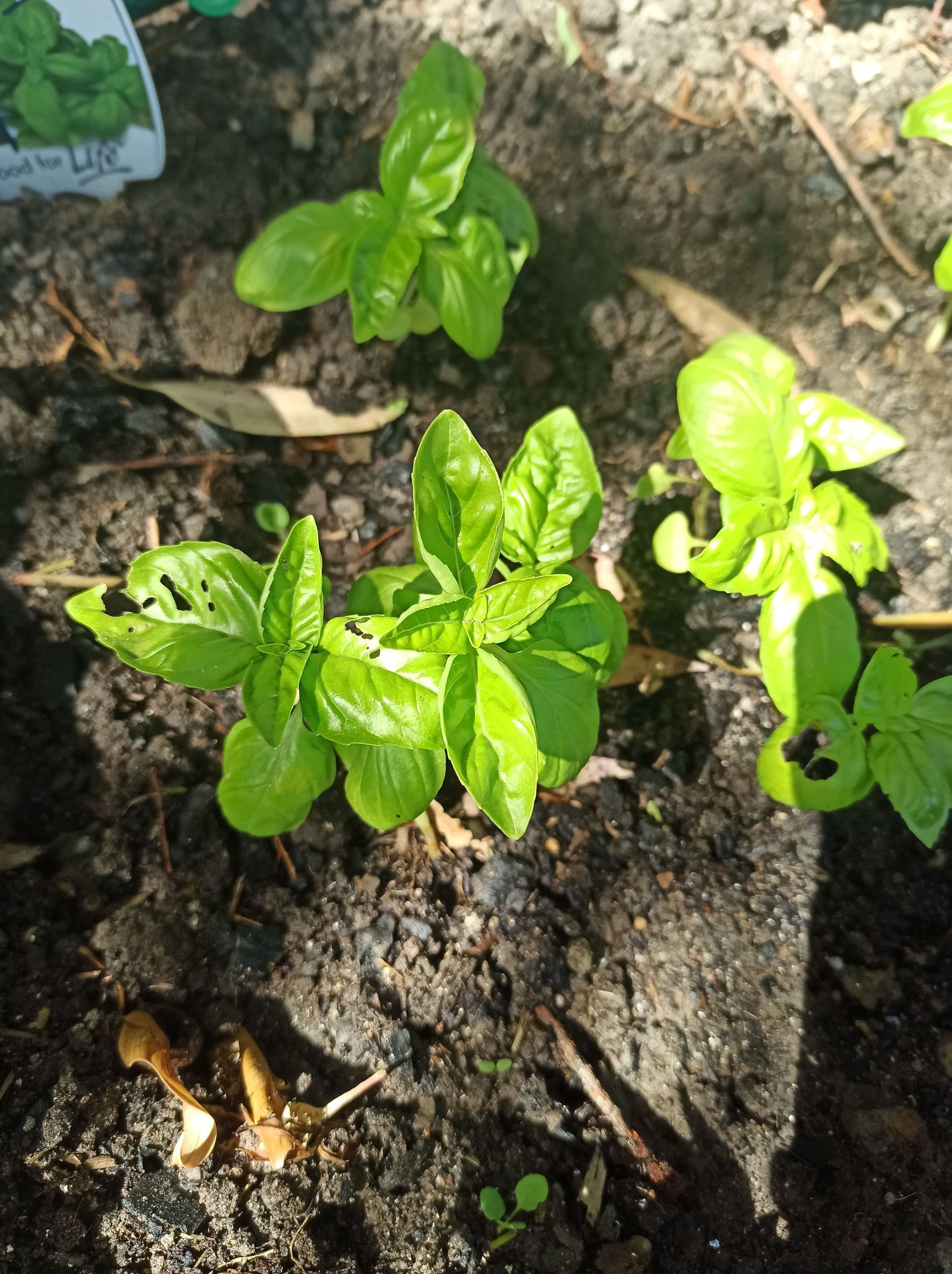 What s eating my basil Bunnings Workshop community