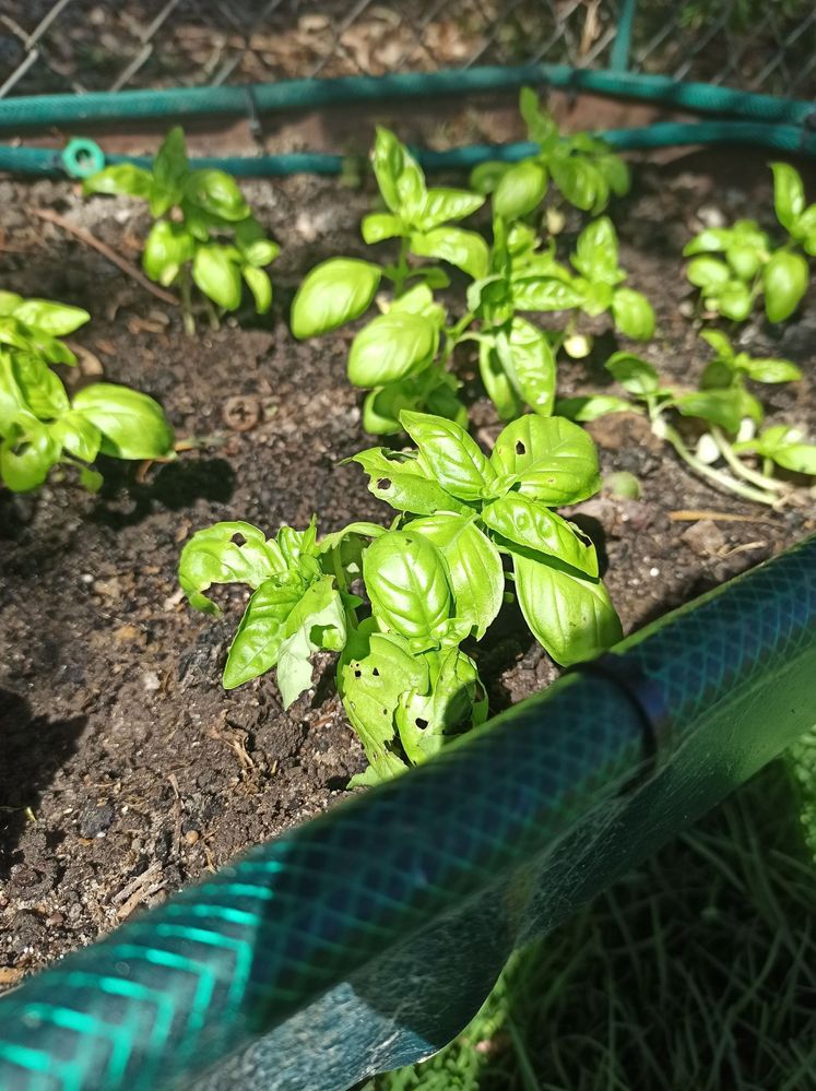 What s eating my basil Bunnings Workshop community