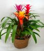 bromeliads_in_pot.jpg