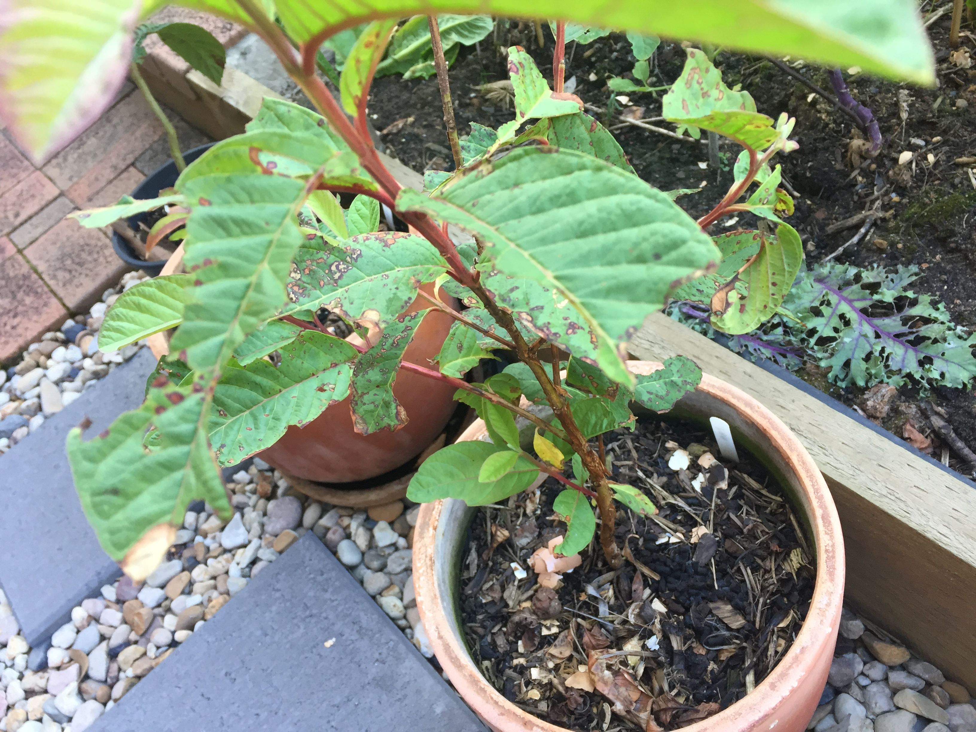 how-to-stop-bugs-eating-the-leaves-of-my-bunnings-workshop-community