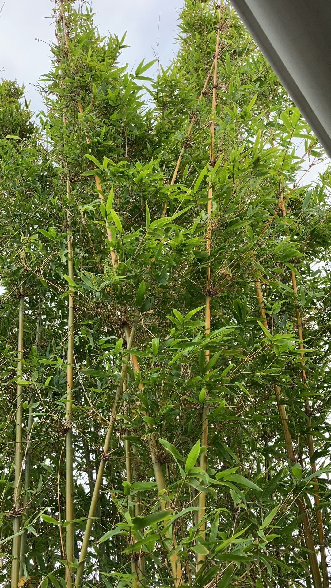 how-to-kill-bamboo-plants-the-garden-of-eaden