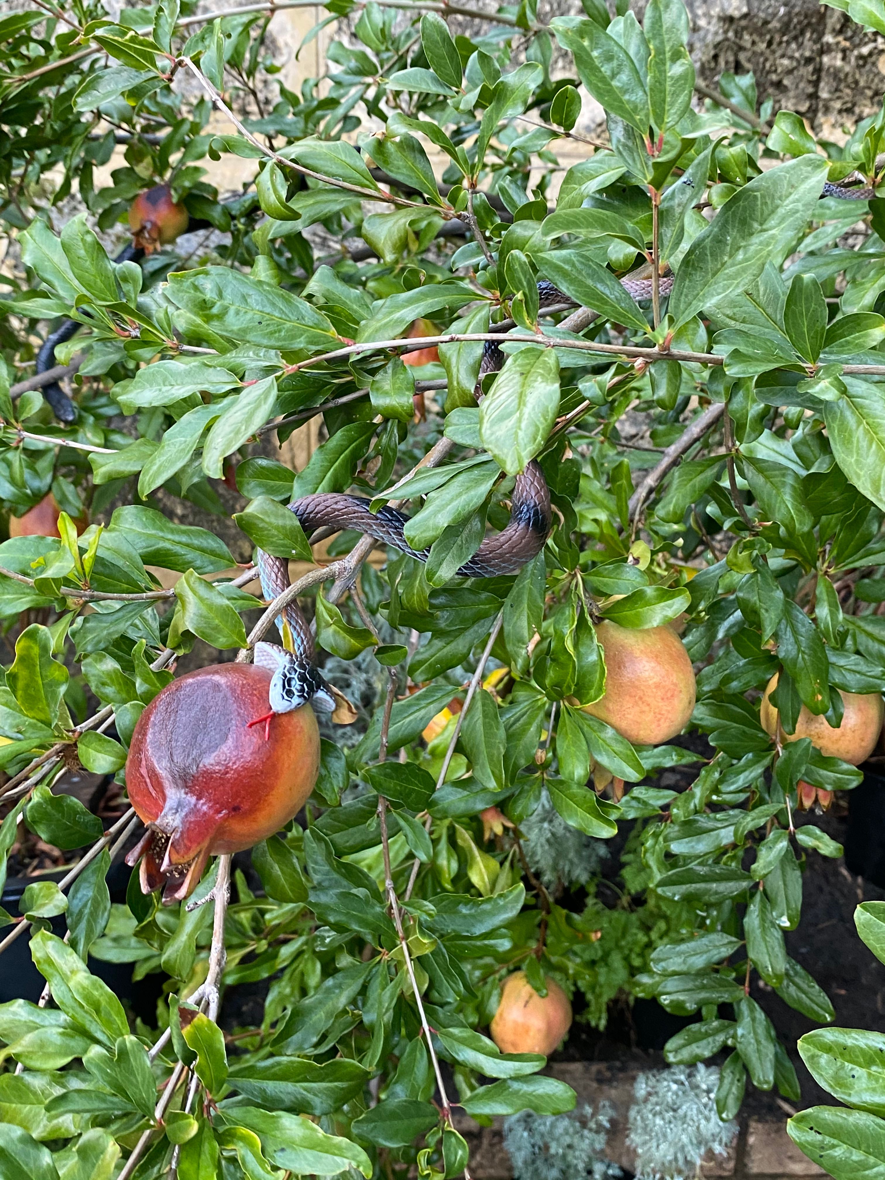 how-to-deter-rats-from-your-edibles-bunnings-workshop-community