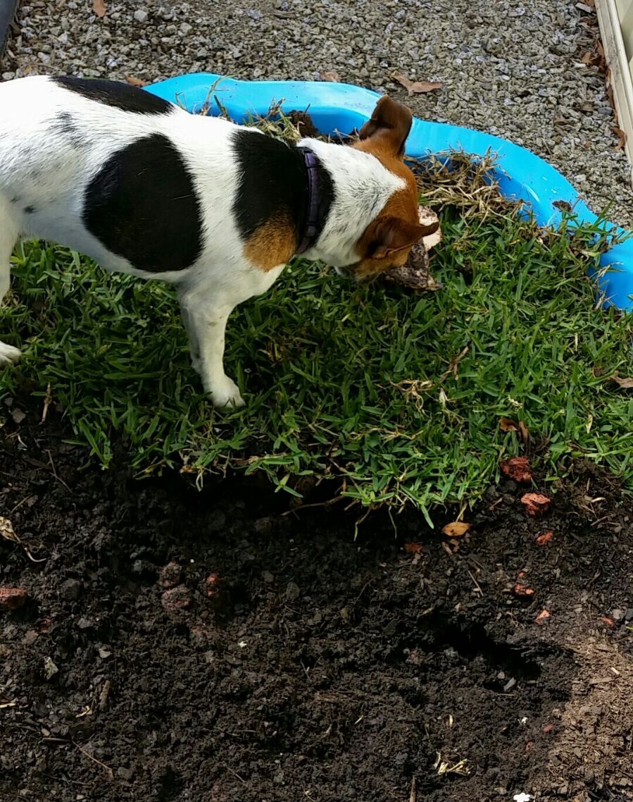 dog digging deterrent bunnings