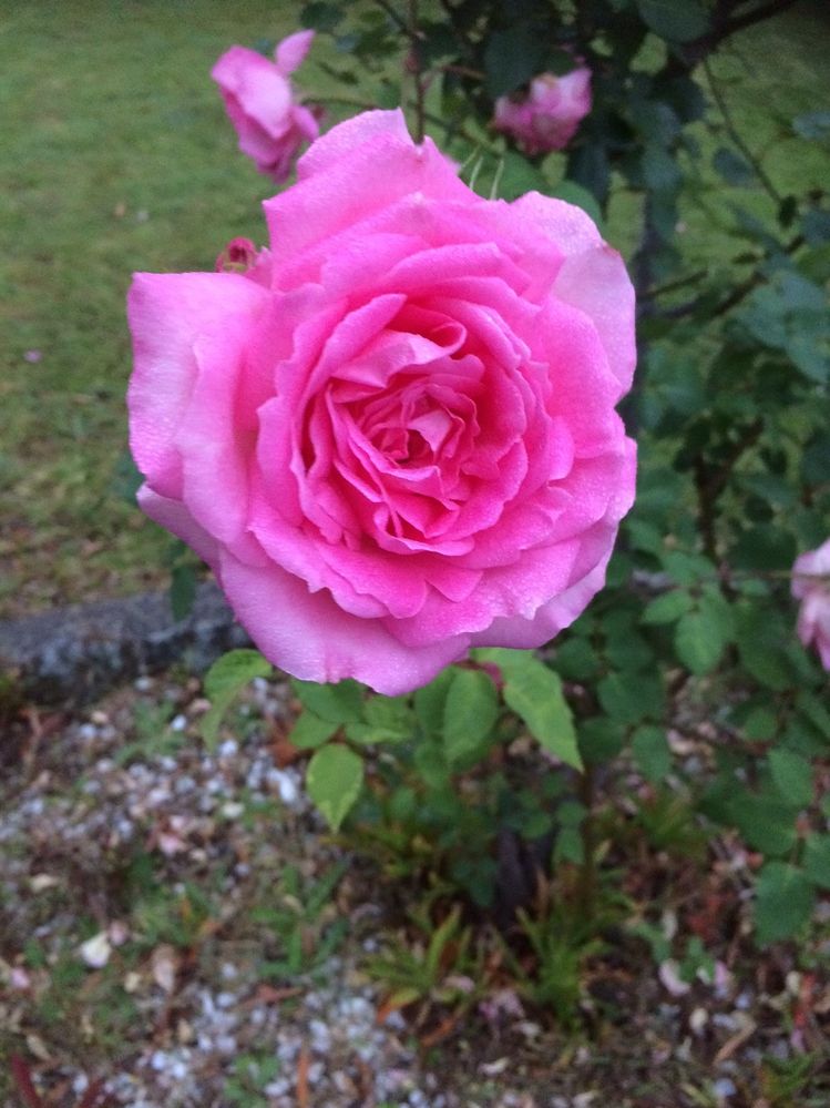 Pink Rose.jpg