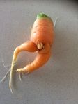 carrot.jpg