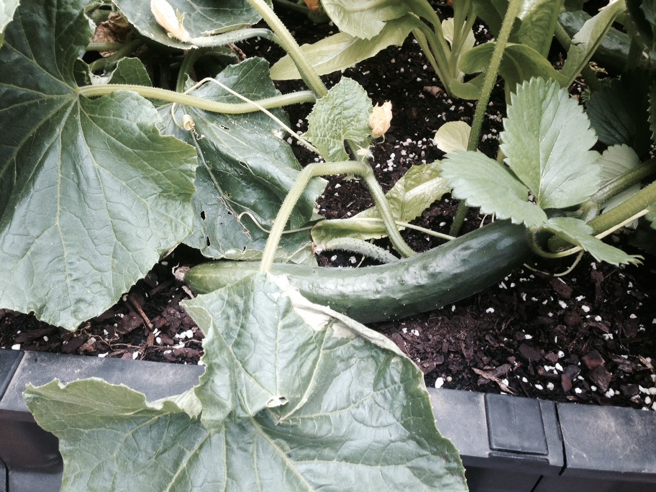 vegepod harvest comparison bunnings workshop community