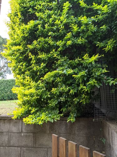 Stop dog clearance escaping through hedge