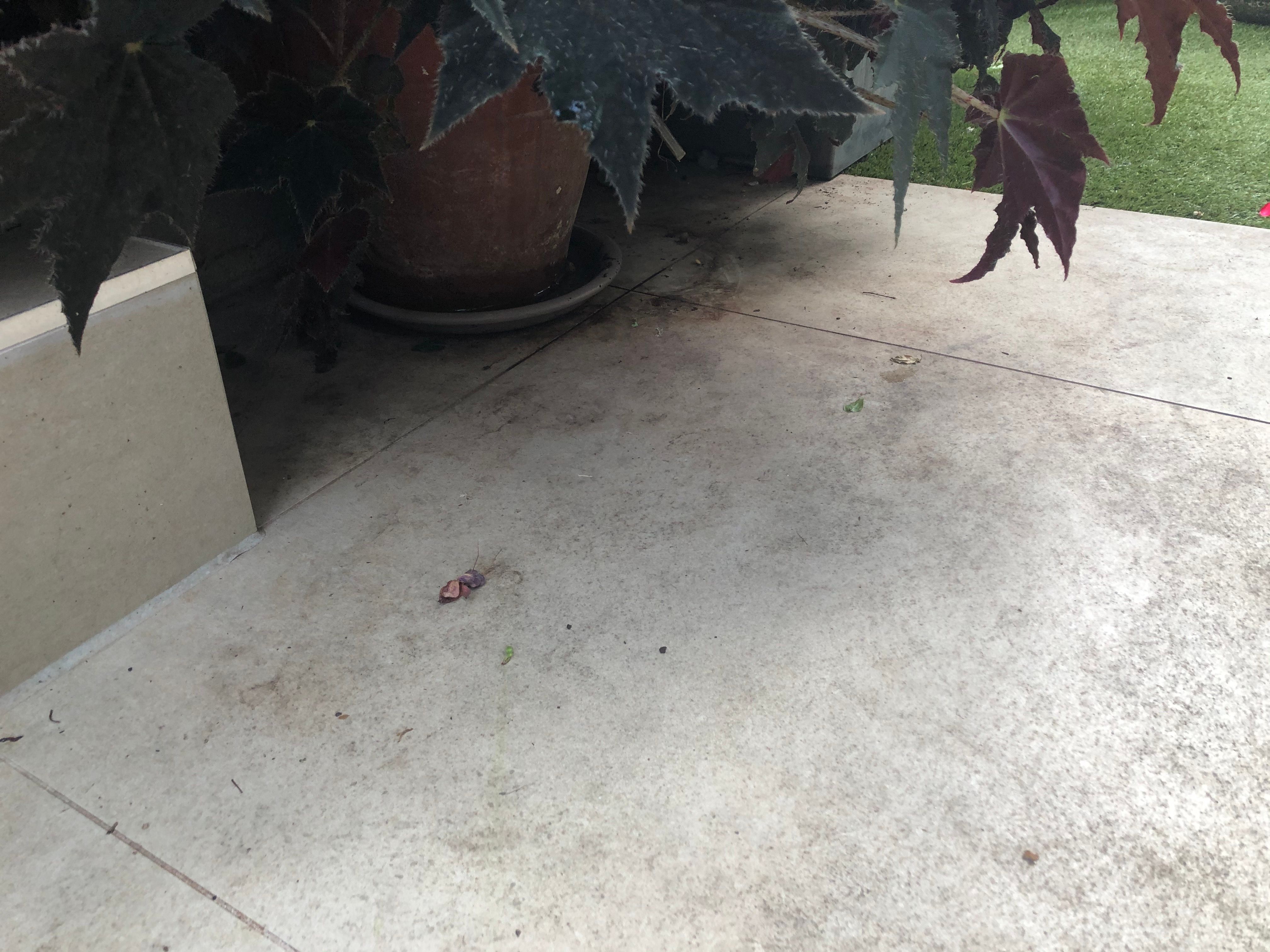 How to clean stained outside sandstone p... Bunnings