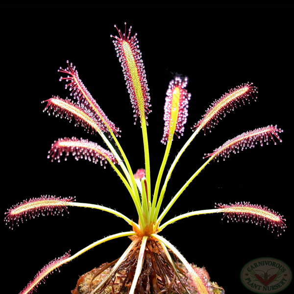 Venus fly deals traps bunnings