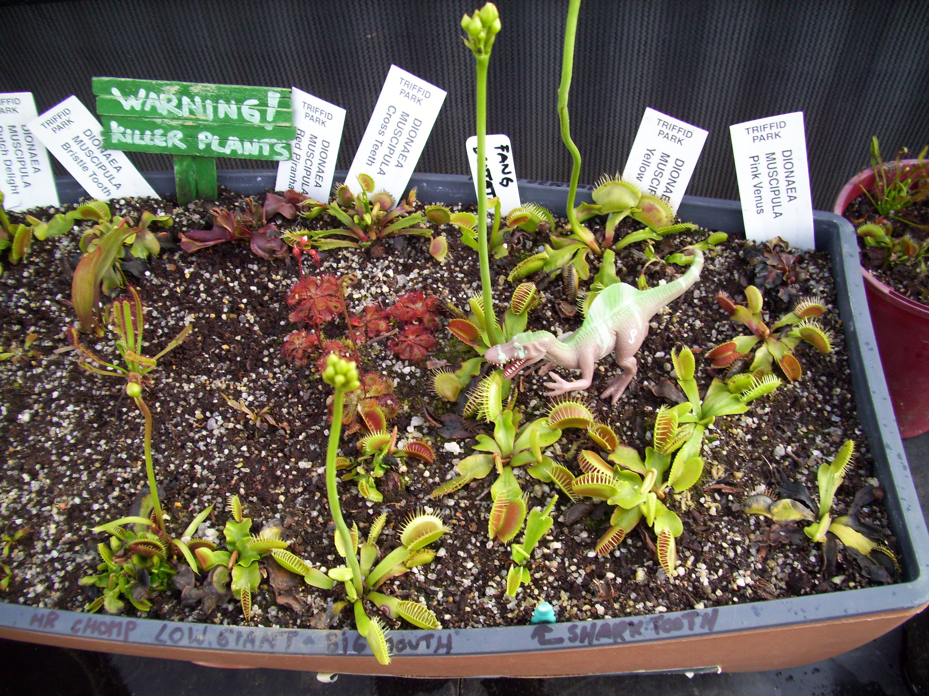 Venus fly trap deals bunnings