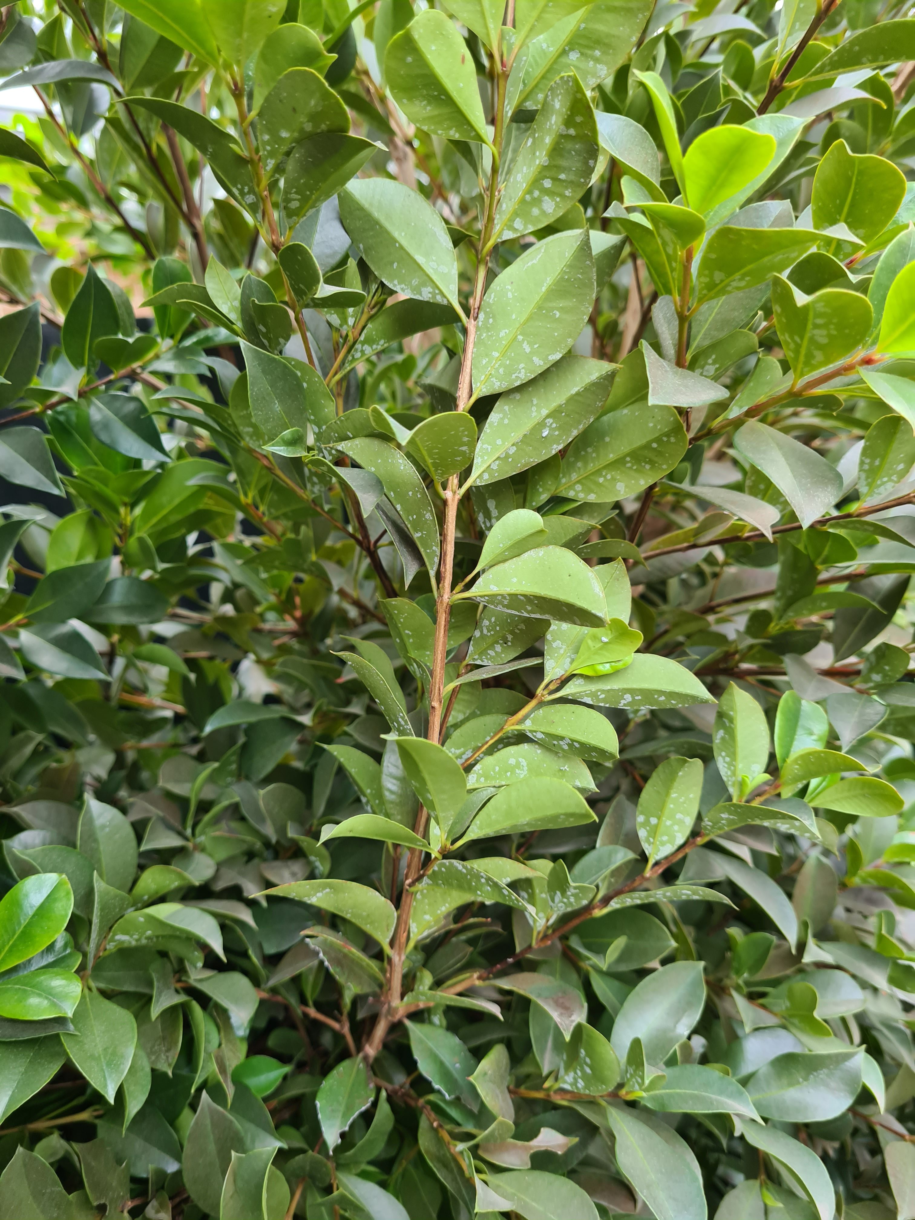 Help with identifying Lilly Pilly diseas... | Bunnings Workshop community