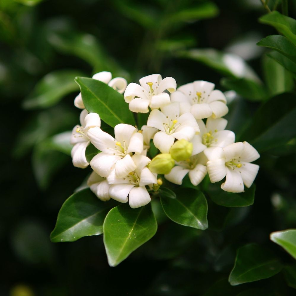 Murraya flowers are superbly fragrant.