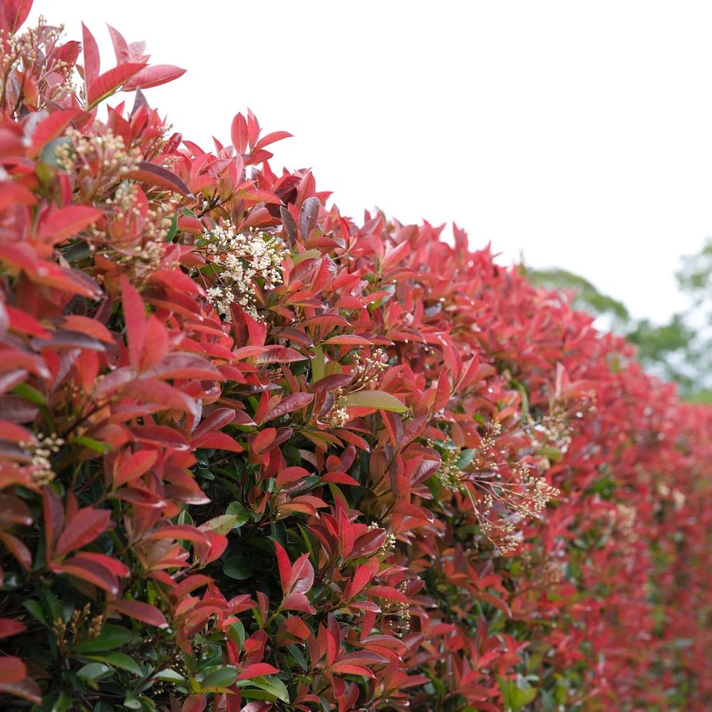 Photinia has colourful new foliage.