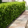 Buxus varieties are excellent for more formal hedges small or large.jpg