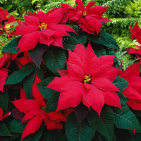 Poinsettia