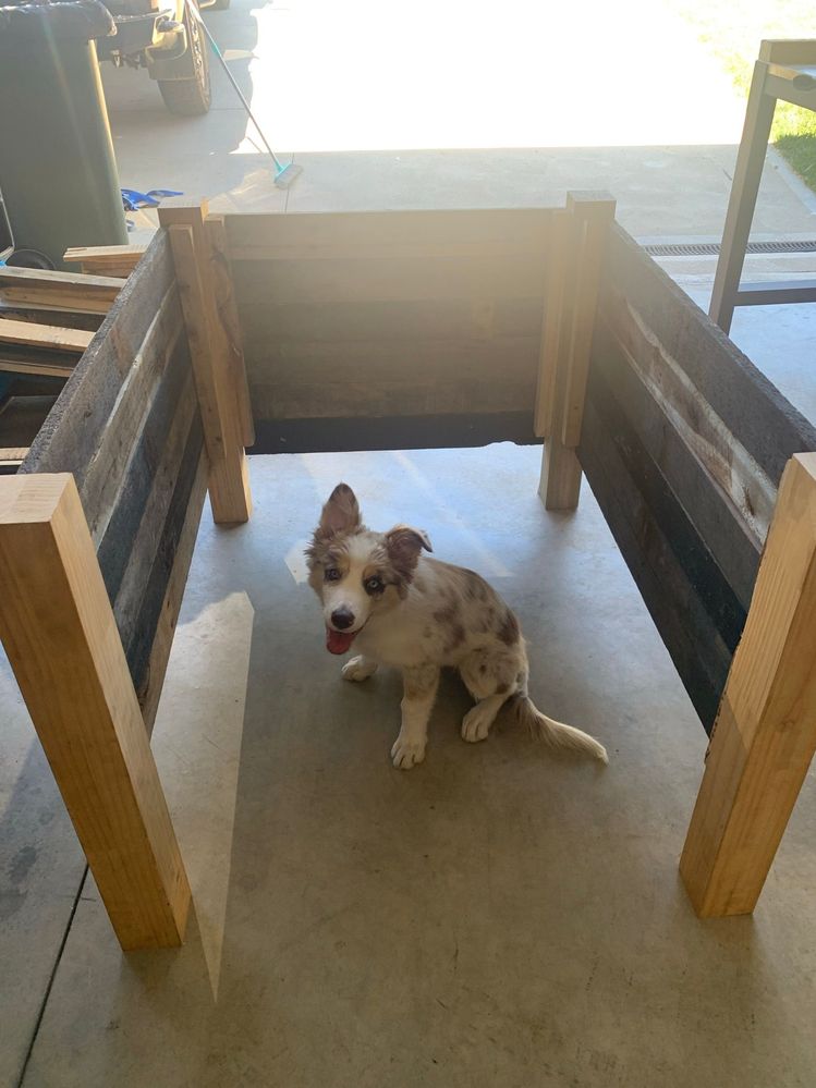 Pallet wood dog store crate