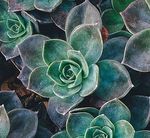 Succulent.jpg