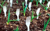 GardenForks.png