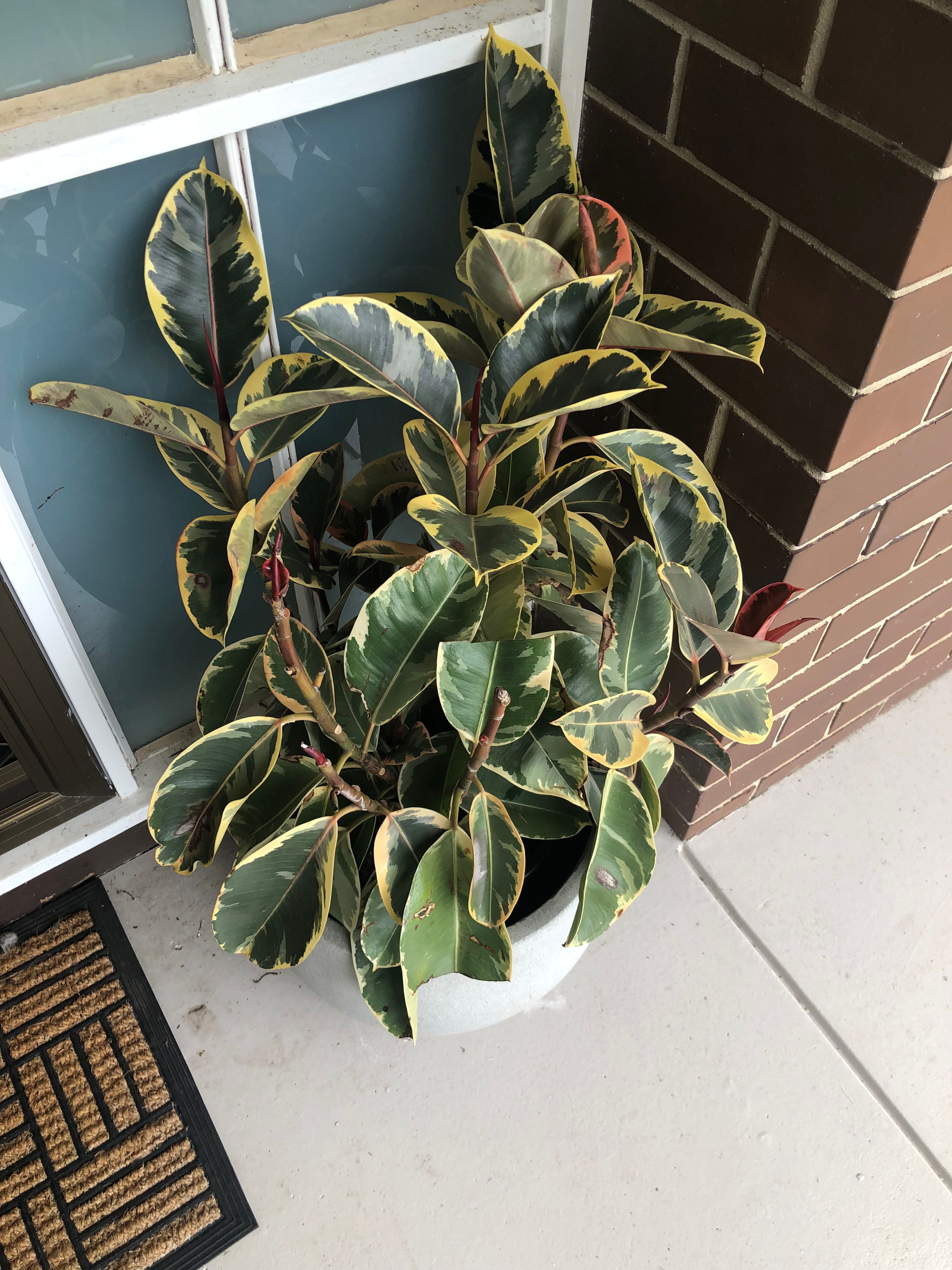 How To Save My Plants! Absolute Newb In ... | Bunnings Workshop Community