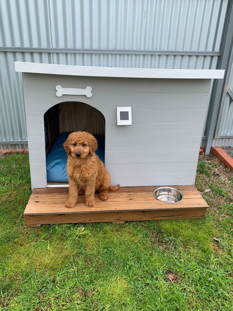 Hound house outlet bunnings