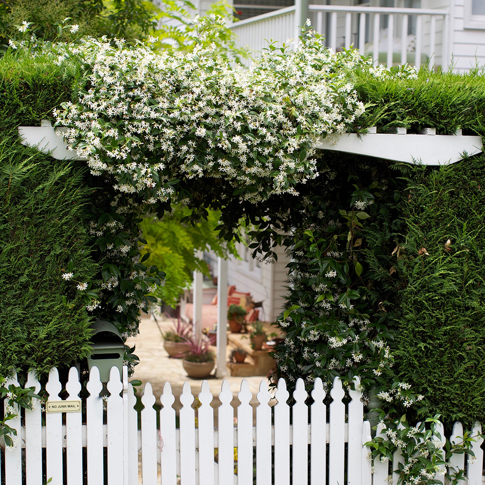 Trained star jasmine creates a fragrant welcome.