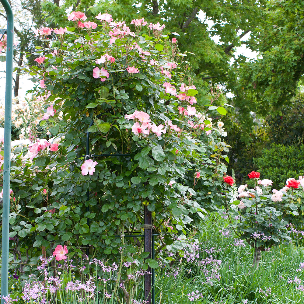 A rose pillar makes a feature of this climbing rose.