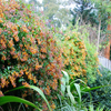 Native pandorea trained on the fence top cascades for a fantastic display.