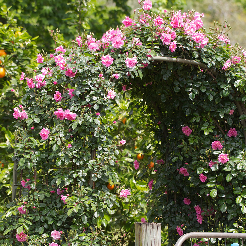 A metal arch kit makes for a stunning display and entry.