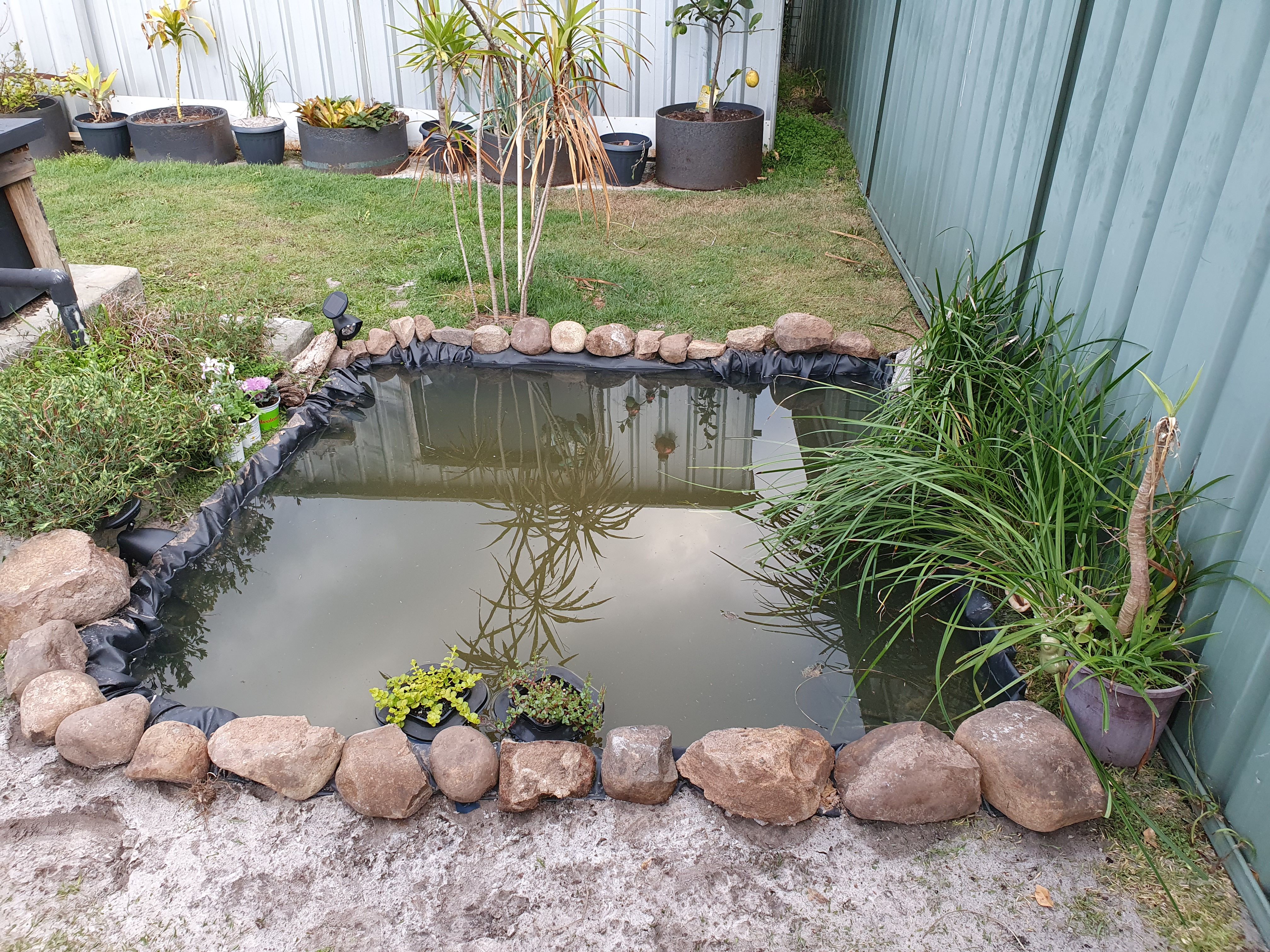 backyard fish ponds