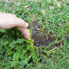 As weeds spread they kill off lawn beneath.