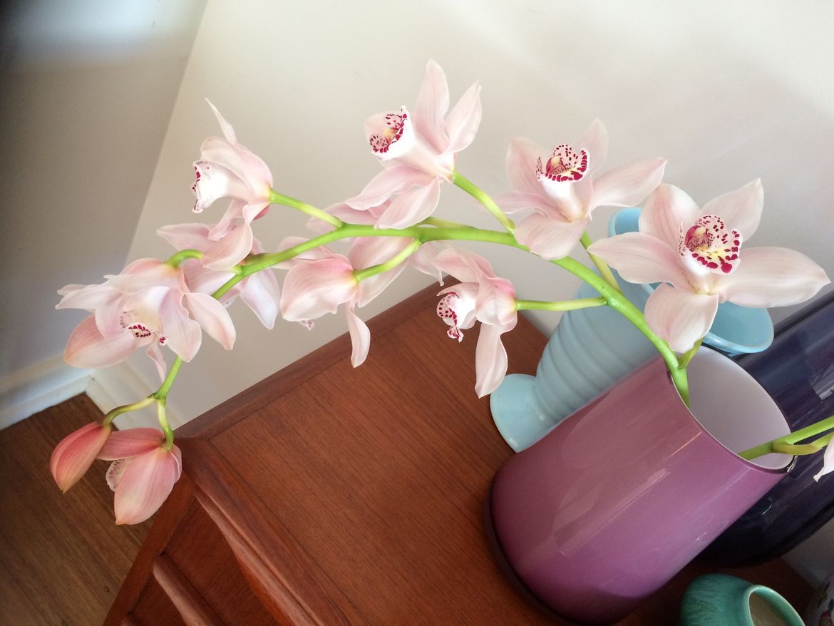 Orchids.jpg