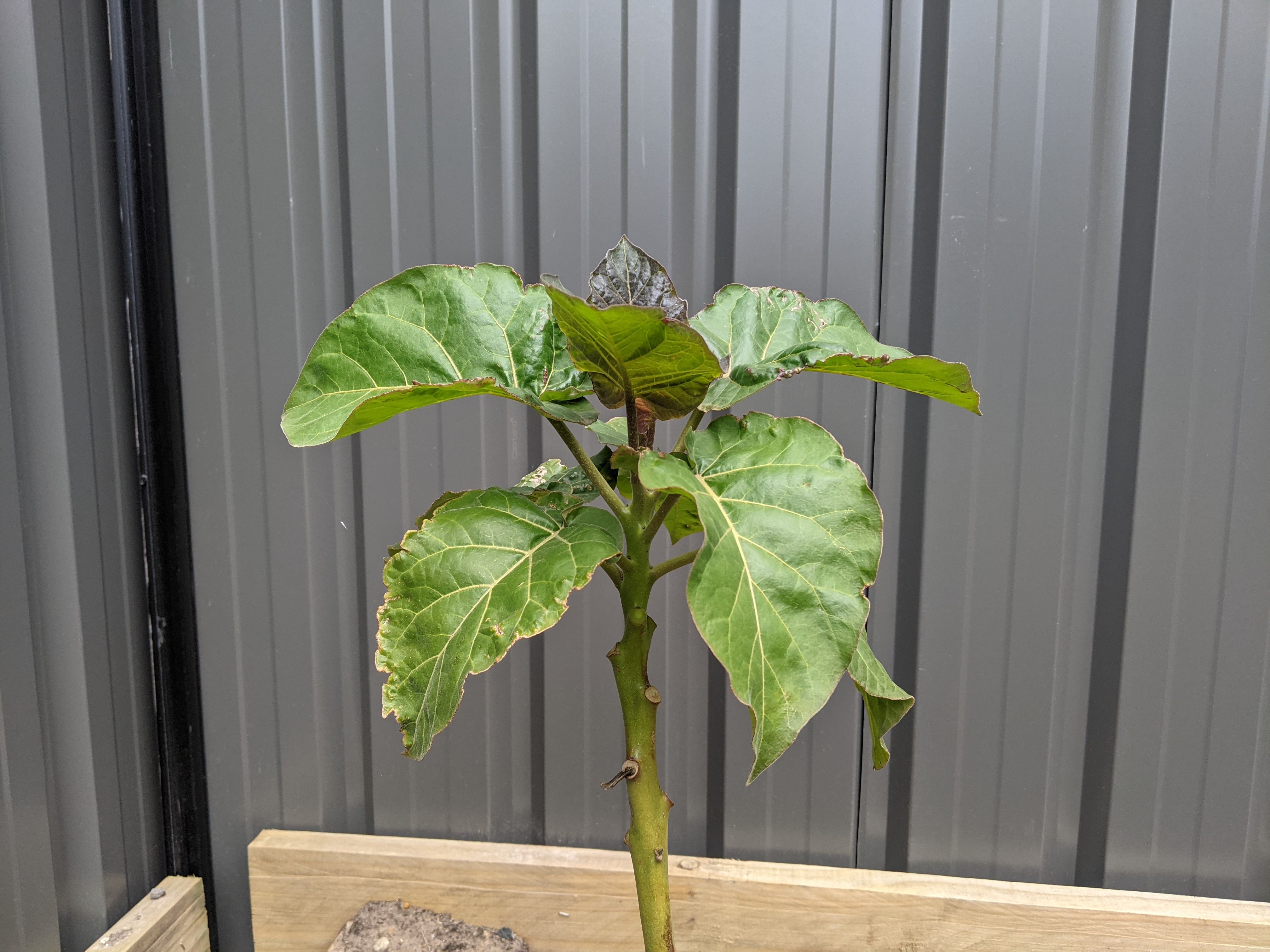 Tamarillo Plant Issues 