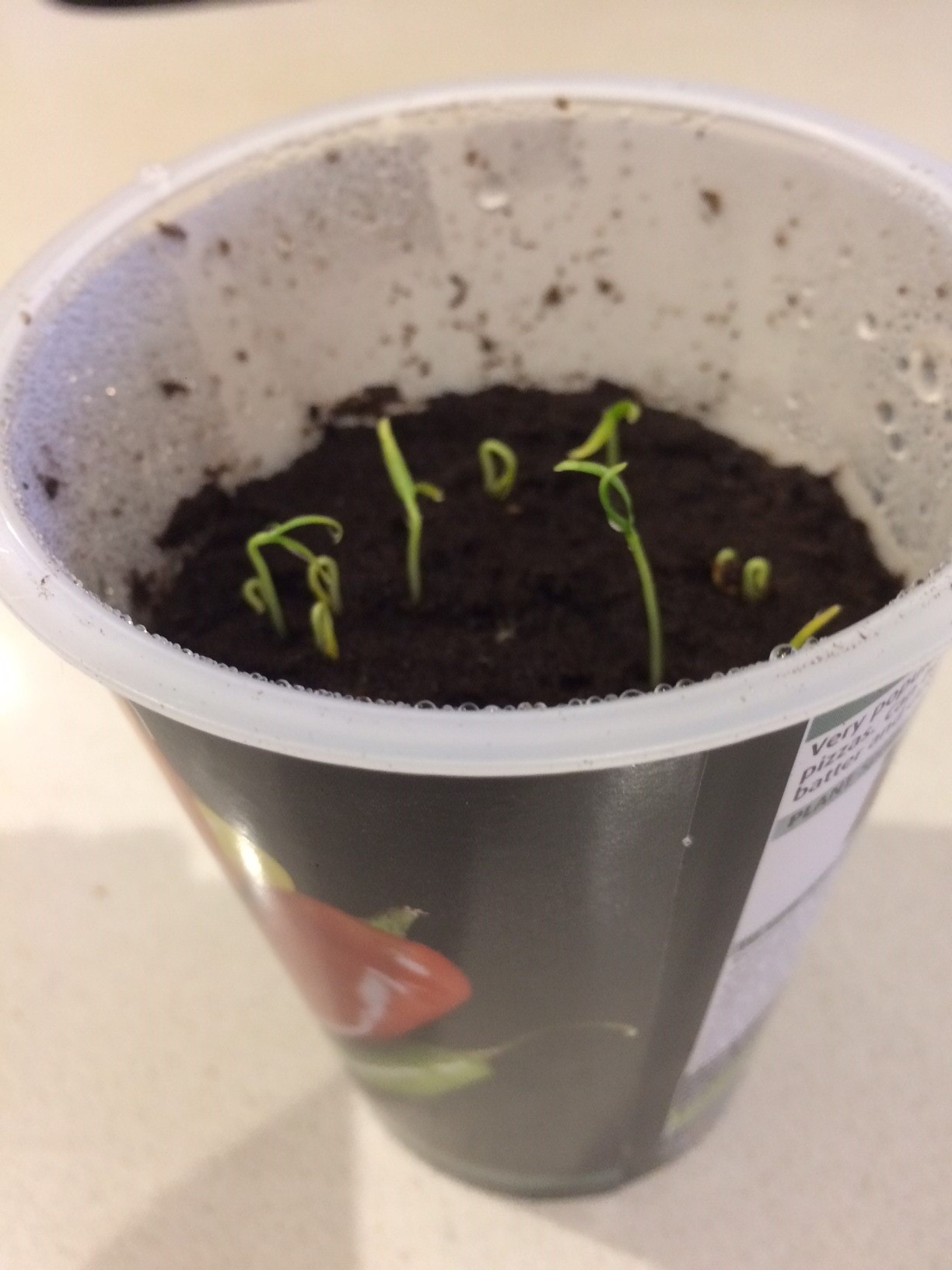 Solved: Growing and caring for chilli plants | Bunnings Workshop community